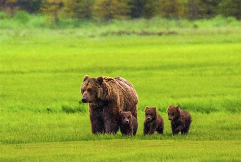 Mother Bear And Three Cubs Photograph by Feng Wei Photography - Pixels