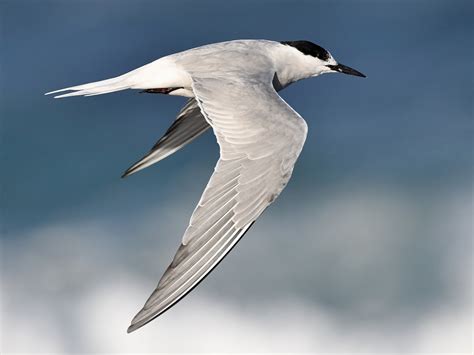 Common Tern - eBird