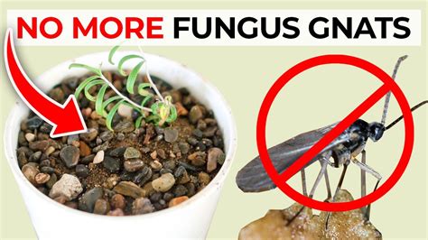 How to Get Rid of Fungus Gnats - Back Gardener