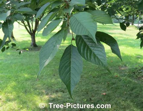 Cherry Leaf Identification Picture