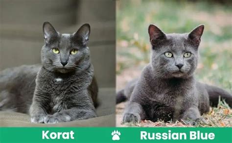 Russian Blue Cat Personality, Grey Cat Breeds, Excited Cat, Korat Cat ...