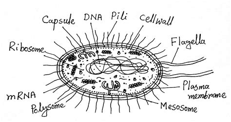 Structure and Function of a Typical Bacterial Cell with Diagram