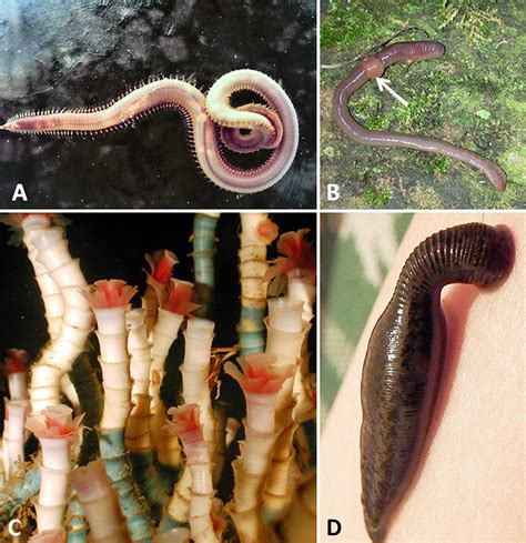 Annelid Examples - Encyclopedia of Arkansas