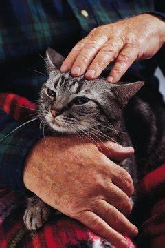 Un-neutered Male Kitten Behavior - Pets