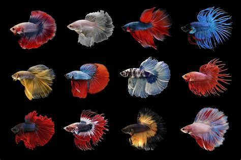 Types of Betta Fish: Which is the Perfect One for You? | Betta fish ...