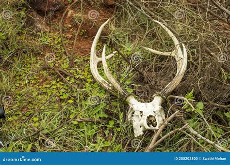 Deer Antlers in a Forest in Focus Stock Photo - Image of grow, deer ...