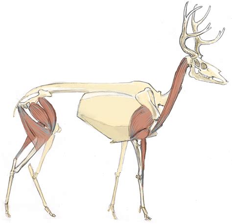 deer skeleton - Google Search | Deer skeleton, Deer drawing, Drawings