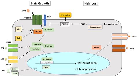 The Molecular Mechanism of Natural Products Activating Wnt/β-Catenin ...