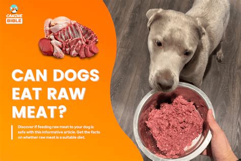 Can Dogs Eat Raw Meat? Is Raw Meat Safe For Dogs? - Canine Bible