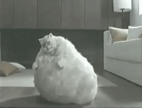 Cat Dancing GIF - Find & Share on GIPHY