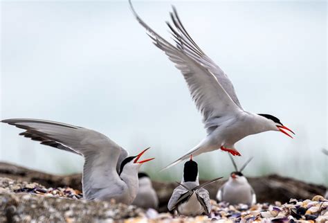 Manmade Common Tern breeding platform on Behance