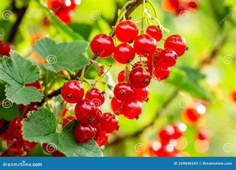 Redcurrant on Bush in Garden. Fruits on Twing in Garden Stock Image ...