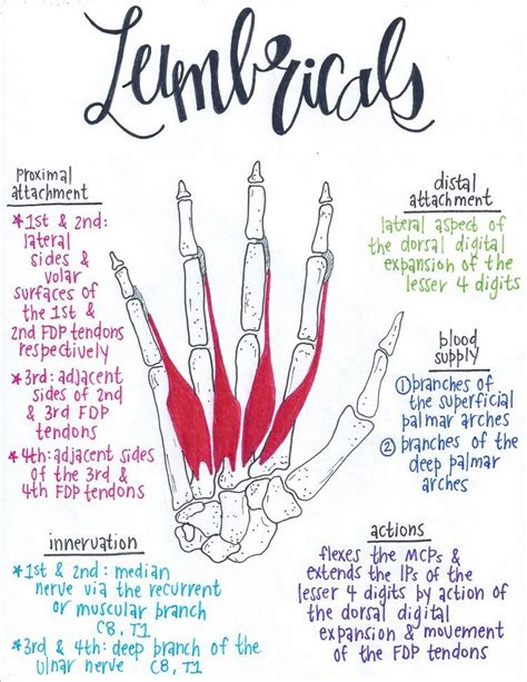 Lumbricals | Medical anatomy, Muscle anatomy, Human anatomy and physiology