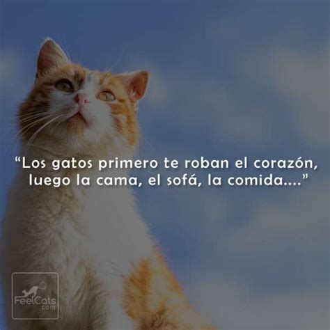 Frases de Gatos, graciosas y bonitas con imágenes | FeelCats