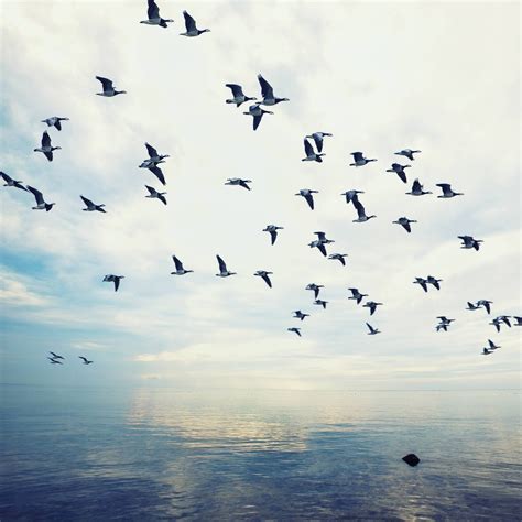 Sea Birds XV Photograph | Sea birds, Limited edition art print, Pet ...