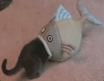 Fish-eats-cat