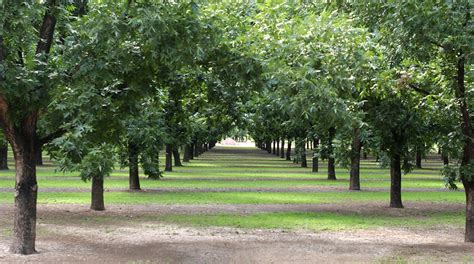 The Ultimate Guide for Healthy Pecan Tree Care | Pecan Tree Care