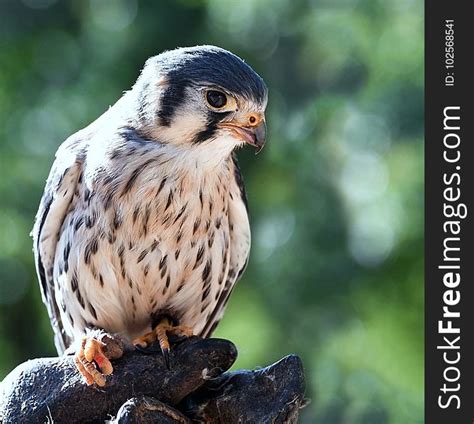 Bird, Falcon, Beak, Fauna - Free Stock Images & Photos - 102568541 ...