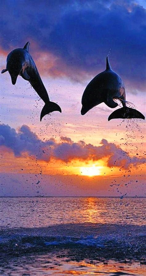 Dolphin Sunset Wallpaper - KoLPaPer - Awesome Free HD Wallpapers