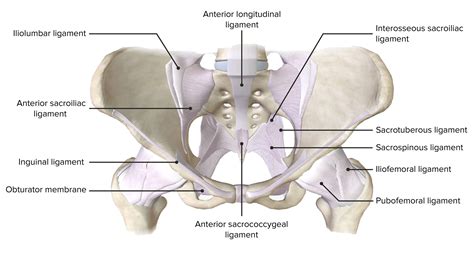 Ligaments Of The Pelvis