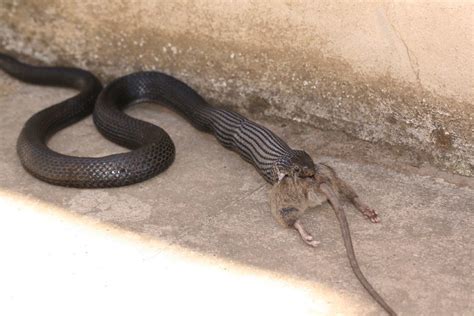 Grass snake eating a rat I | I saw the nice snake eating thi… | Flickr