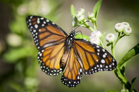 Close-up Of Monarch Butterfly Image Free Photo