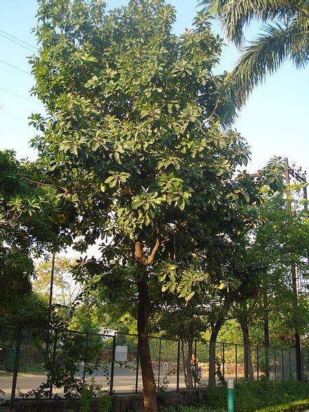 Mahua Tree: Grow and care tips for Madhuca Longifolia