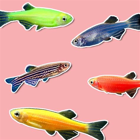 Pink Zebra Fish