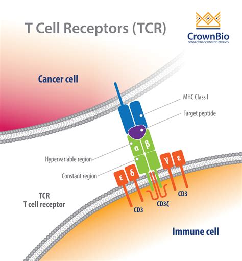 Recognizing and Profiling T Cell Receptors