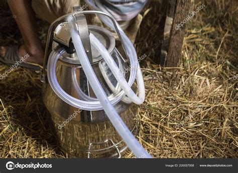 Milking Cow Milk Farm — Stock Photo © realkatran #200057958