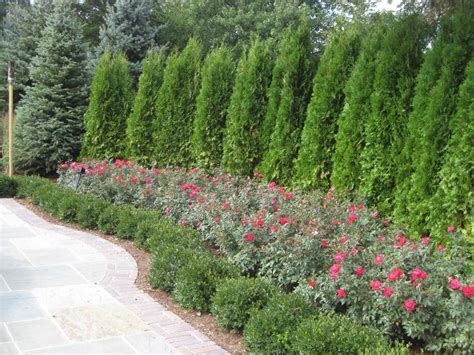 Image result for evergreen shrub for corner of house #PrivacyLandscape ...