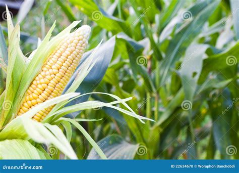 Corn field at mountain stock photo. Image of fresh, asia - 22634670