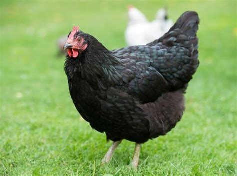 Black Australorp Hen Chicken Chickens Backyard Breeds, Laying Chickens ...