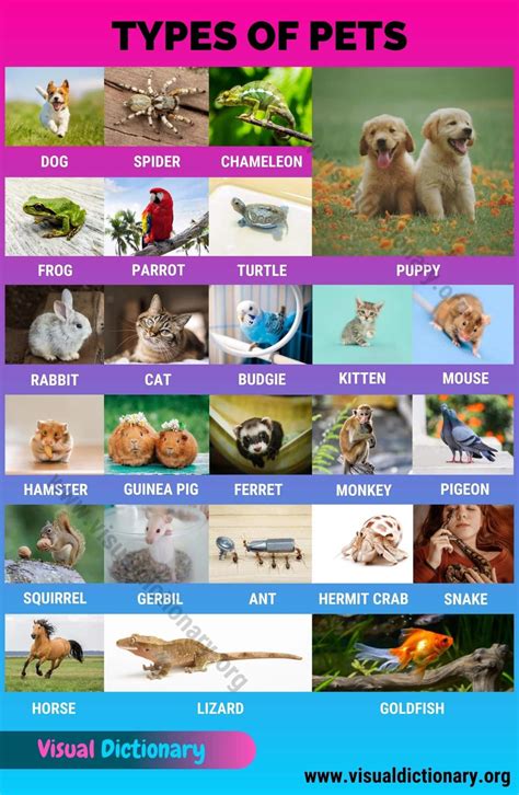 Types of Pets: 25 Different Types of Pets Could be Best for You ...