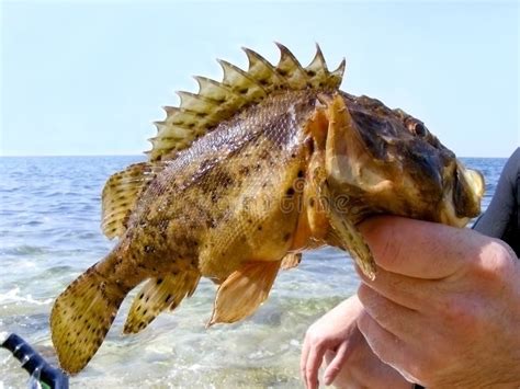 Trophy fish stock photo. Image of silver, eating, prepared - 10951156