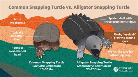 Alligator Snapping Turtle Vs Common Snapping Turtle Baby