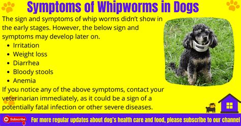 How do dogs get whipworms? Treatment and prevention