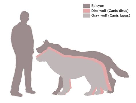 Dire Wolf Size Comparison | Epicyon vs Dire wolf vs Gray wolf - Our ...