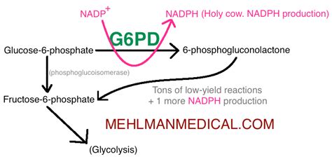 Hexose monophosphate (HMP) shunt – MEHLMANMEDICAL