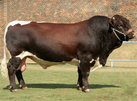 15 Famous Largest Cattle Breeds - Tail and Fur