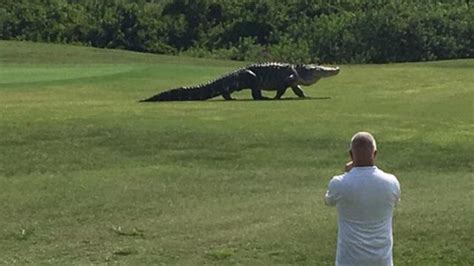 WATCH: 15-foot gator roaming Buffalo Creek Golf Course in Florida