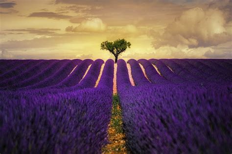 Lavender Purple Flower Field HD Wallpaper, HD Nature 4K Wallpapers ...