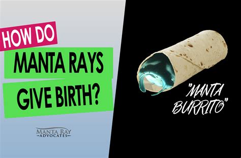 How do manta rays give birth? - Manta Ray Advocates Hawaii