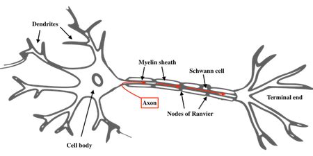 Peripheral Nerve Histology Nodes Of Ranvier