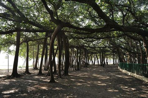 Largest And Oldest Botanical Garden In India | Fasci Garden