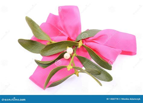 Mistletoe stock photo. Image of plant, white, leaves, berries - 1460778