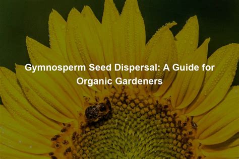 Gymnosperm Seed Dispersal - Organic Seed Finder