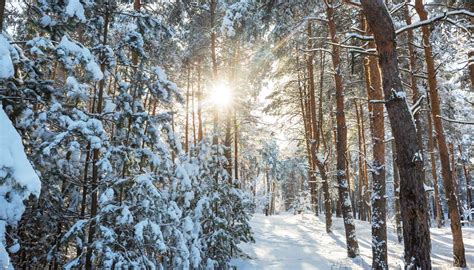 Woodlands in Winter - Creating Tomorrow's Forests | Restoring ...