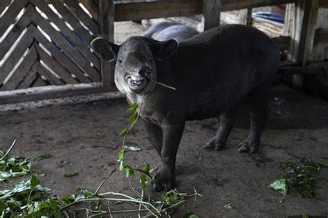 Tapir Conservation Effort in Nicaragua