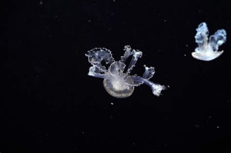 Premium Photo | White spotted jellyfish underwater